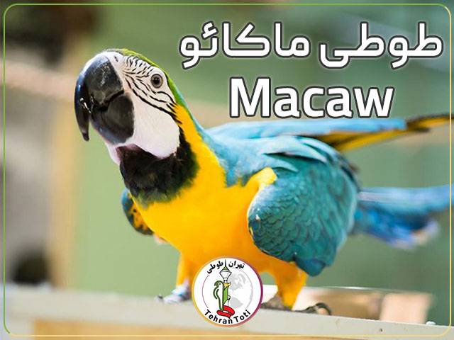 طوطی ماکائو Macaw