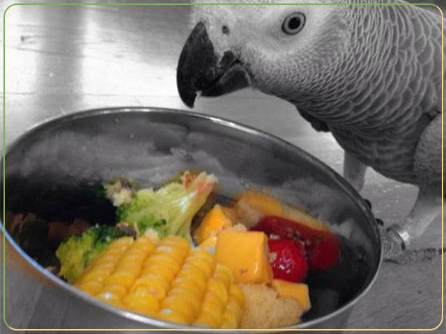 میوه و سبزیجات برای غذای طوطی سانان