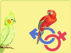 آموزش تشخیص جنسیت و سن انواع طوطی سانان