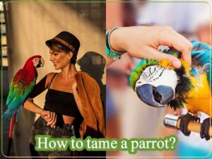 چگونه طوطی را دستی کنیم