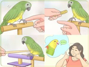 تربیت طوطی چگونه است