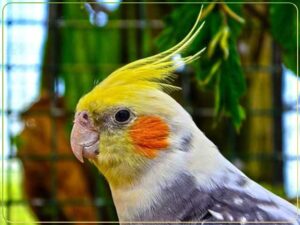 تشخیص سن و جنسیت عروس هلندی