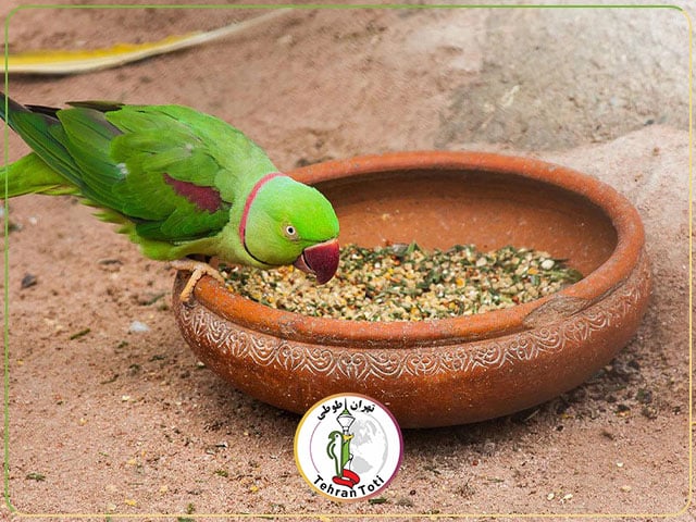 تغذیه شاه طوطی به همراه برنامه غذایی هفتگی شاه طوطی