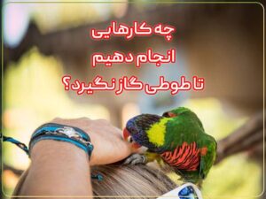 چه کار کنیم که طوطی برزیلی گاز نگیرد