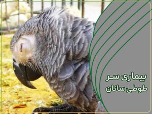 بیماری سر پرندگان