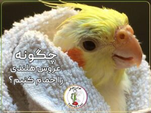 چگونه جوجه عروس هلندی را تمیز کنیم؟ آموزش حمام کردن عروس هلندی و خشک کردن