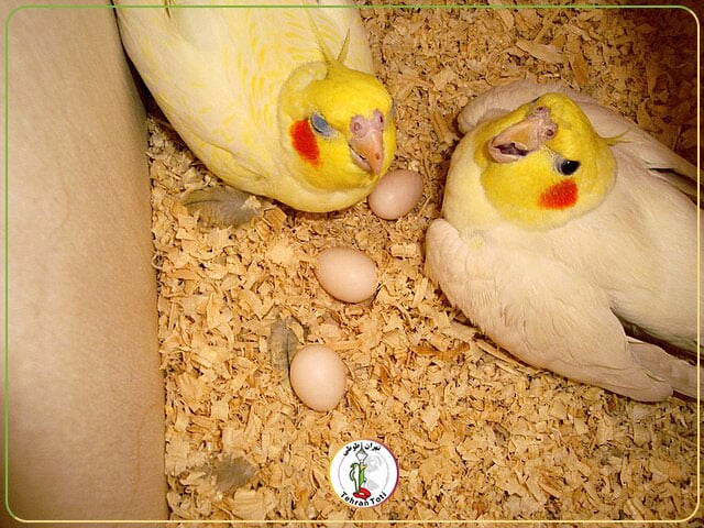 کف لانه عروس هلندی چی بریزیم