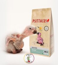 قیمت سرلاک استارتر نئونتال سیتاکوس در فروشگاه طوطی سانان تهران طوطی