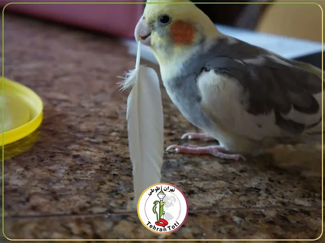 چگونه جلوی پرریزی عروس هلندی را بگیریم؟