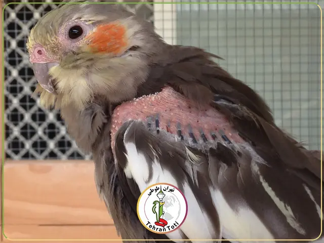 عکس پر ریزی عروس هلندی