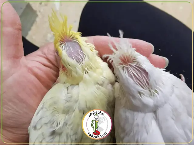 عکس پر ریزی عروس هلندی در ناحیه سر