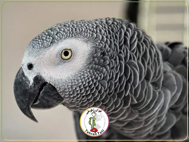 طوطی کاسکو باهوش‌ترین نژاد طوطی سانان