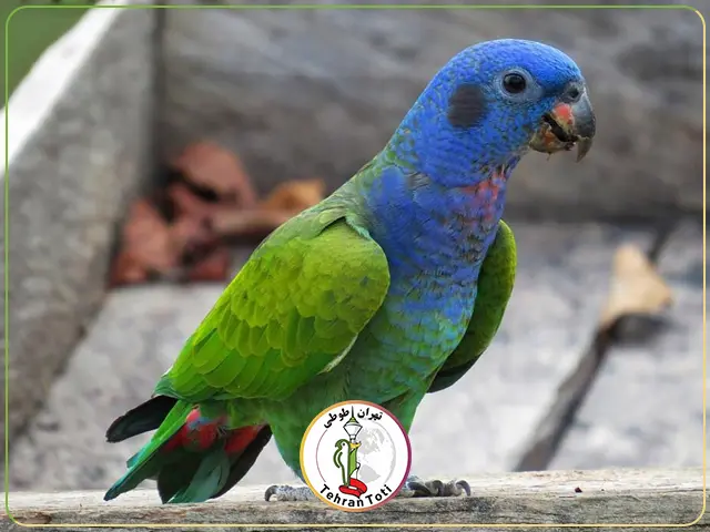 این پرنده بطور کلی سبز رنگ بوده ،سر و قسمت بالایی سینه به رنگ ابی تیره دارد