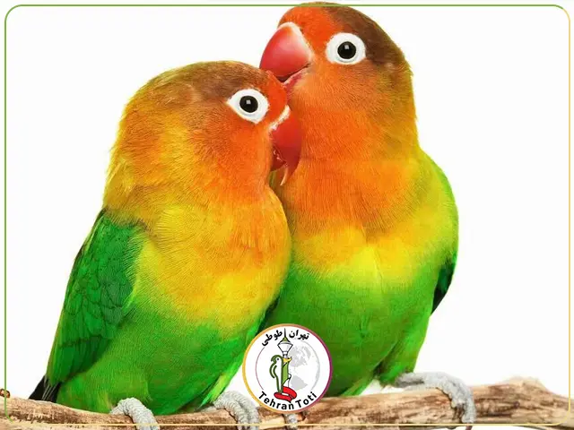 طوطی برزیلی سبز و نارنجی