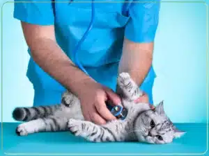 بیماری‌های شایع گربه‌ها: علائم، پیشگیری و درمان