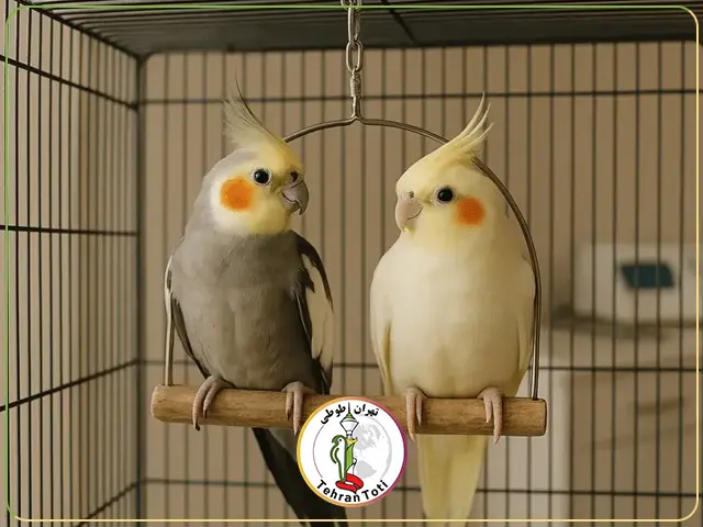 عروس هلندی طوسی و طلایی