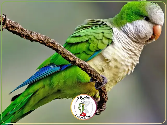 طوطی راهب یا طوطی کواکر، یک گونه طوطی کوچک بومی آمریکای جنوبی