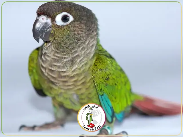 طوطی گرنچیک سبز و توسی 