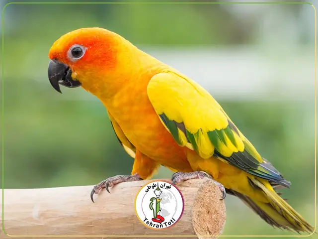 جاندی کانور (سان کانور ها، کانورهای خورشیدی) Janday Conures