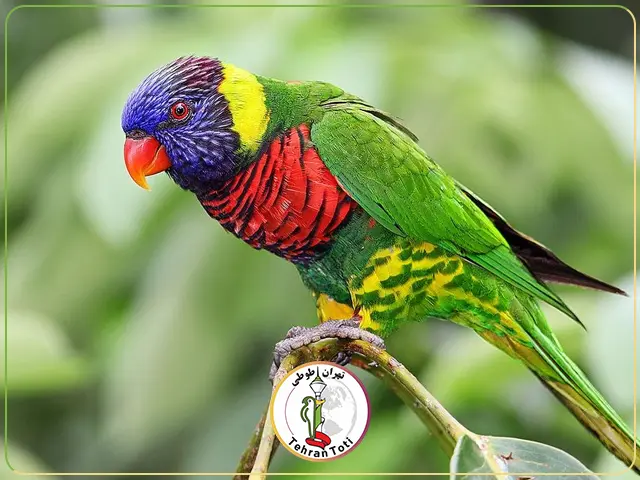 لوری یقه قرمز پرنده بسیار زیبا و باهوش