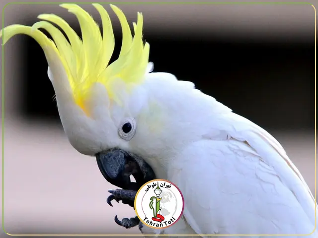 طوطی کاکلی گوگردی