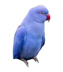 مکمل پرنده مکمل پرنده
