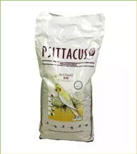 قیمت پلت عروس هلندی