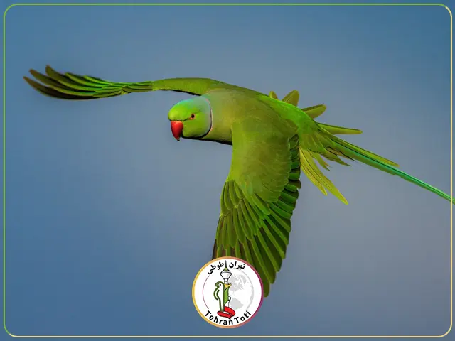 طوطی ملنگو سبز سخنگو