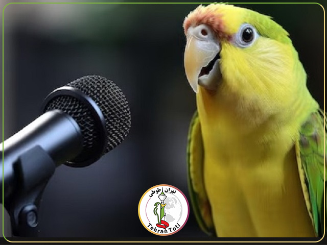 طوطی سخنگو ، یه پرنده خانگی باهوش، زیبا و سرگرم کننده است