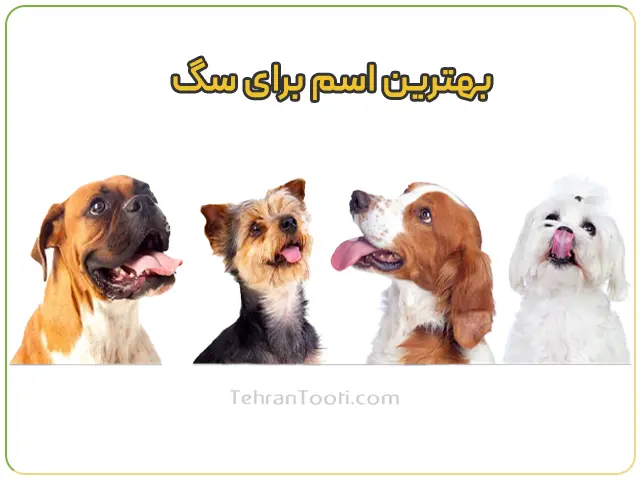 بهترین اسم برای سگ براساس نژاد و جثه