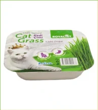 بهترین قیمت علف گربه رویالیست Royalist