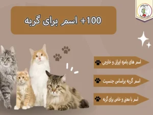 لیست بهترین اسم برای گربه 100+ اسم برای گربه ها