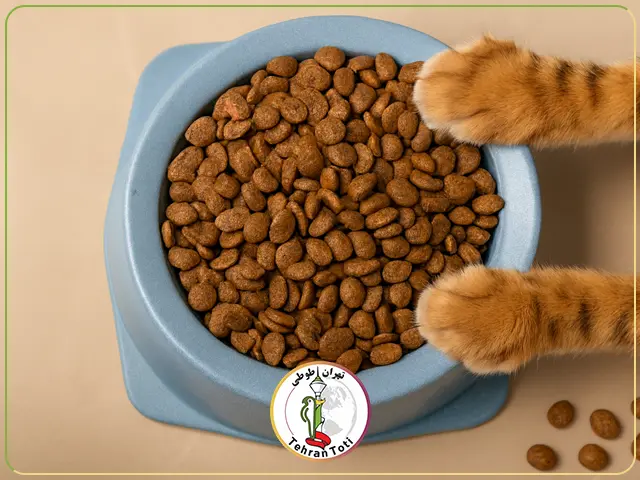 آیا غذای گربه برای سگ ضرر دارد