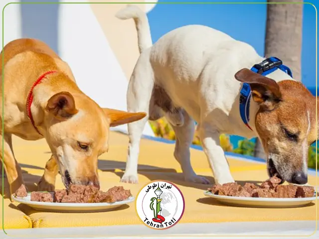 بهترین غذای کنسروی برای سگ