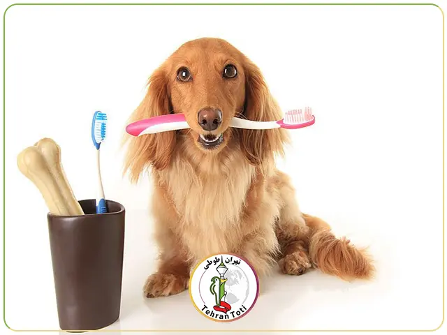 قیمت وسایل بهداشتی سگ