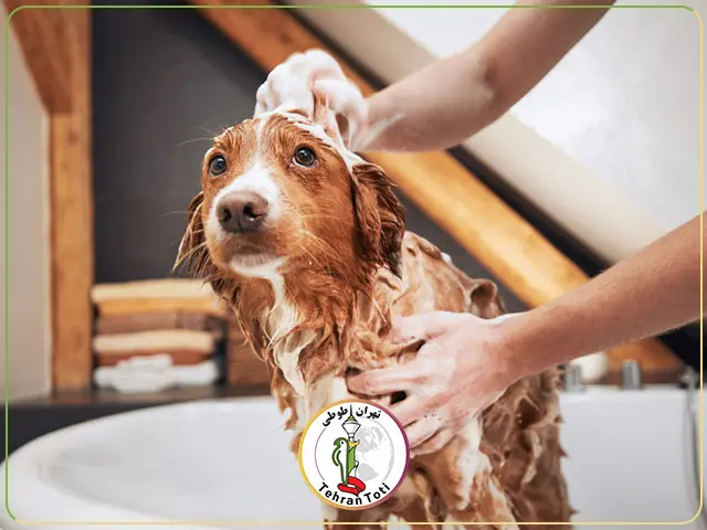 قیمت وسایل بهداشتی سگ
