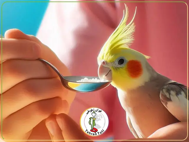 سرلاک جوجه عروس هلندی