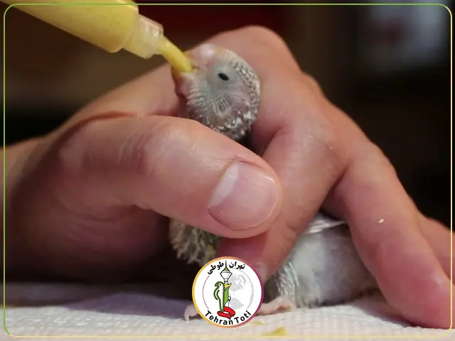 بهترین سرلاک جوجه عروس هلندی