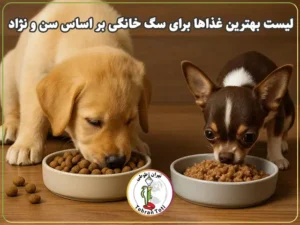 انواع غذا مخصوص سگ‌های خانگی