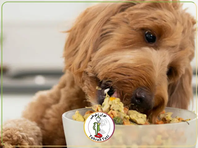 خرید غذای تشویقی سگ