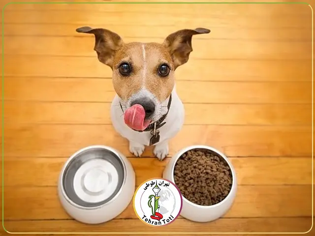 قیمت غذای تشویقی سگ