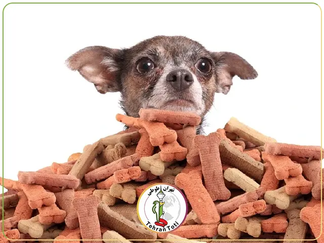 بهترین غذای تشویقی برای سگ ها