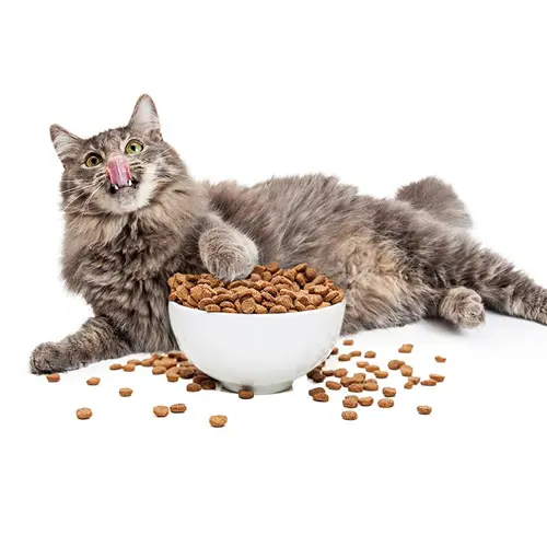 غذای مخصوص گربه ارزان