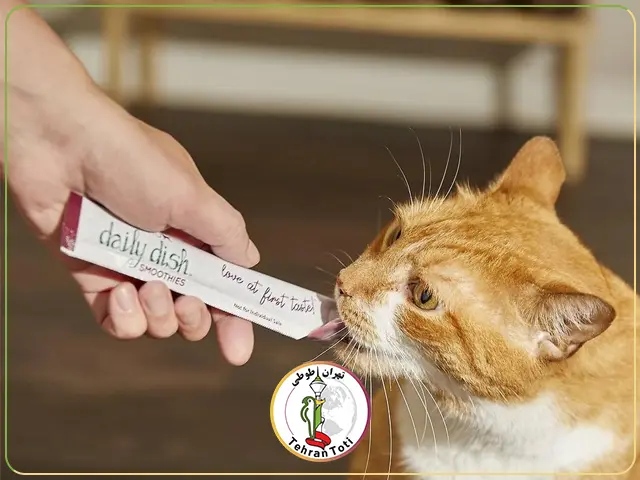 قیمت غذای تشویقی گربه