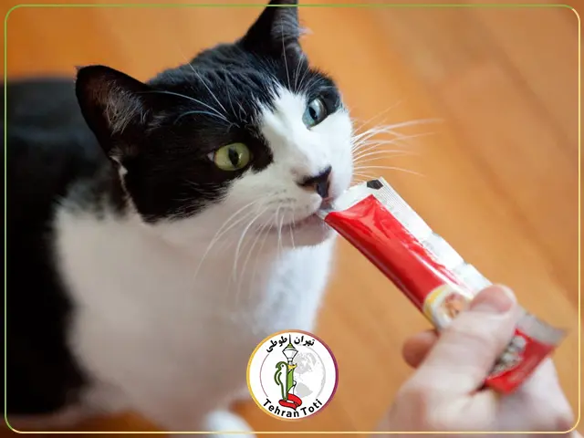 خرید غذای تشویقی گربه