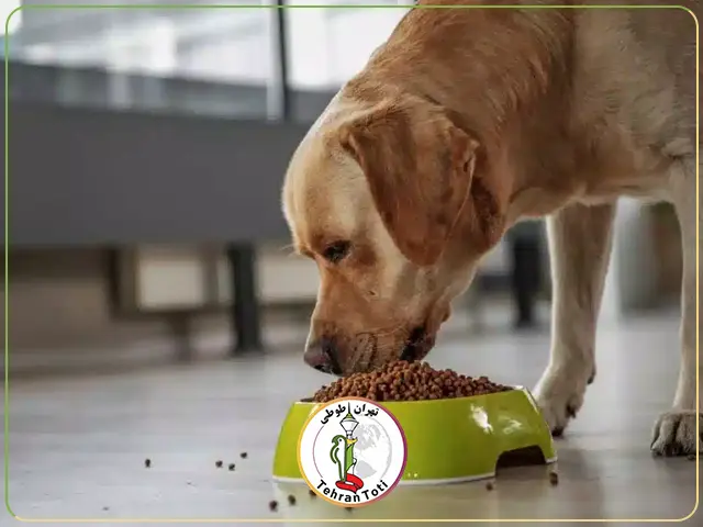 خرید غذای سگ ارزان قیمت