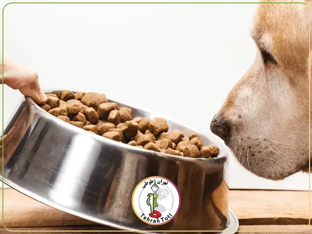 خرید و قیمت غذای خشک سگ