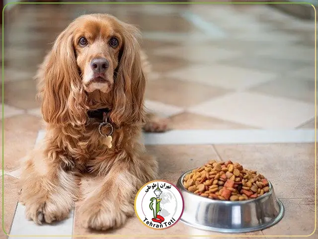 خرید و قیمت غذای خشک سگ