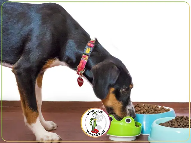 آشنایی با بهترین غذای خشک سگ