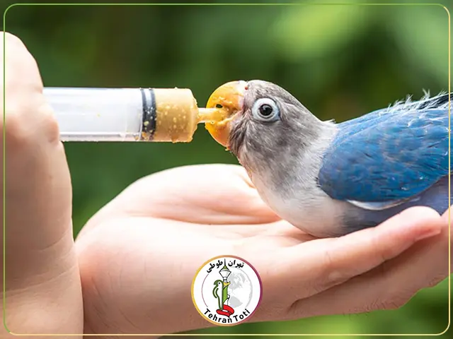 سرلاک مخصوص عروس هلندی